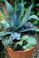 Rosette leaved succulents arranged around the sculptural leaves of Agave americana in a contemporary terracotta pot - Drought resistent Echeveria 'Black Prince', Echeveria 'Lilacina', Echeveria 'Topsy Turvy', Echeveria 'Galaxy Hybrid', Echeveria 'Duchess of Nuremberg' and Elegans interplanted with Sempervivums   