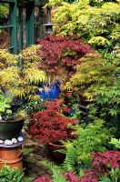 Spectacular Japanese maples growing in glazed containers, some raised up on old chimney pots - Acer palmatum 'Kinshi' (front chimney pot), Acer palmatum 'Atropurpureum', Acer palmatum 'Crimson Queen', Acer 'Osakazuki', Acer 'Green Globe', Acer 'Seiryu' and Acer 'Shindeshojo' 