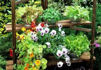 Outdoor summer salad bar made from an old clothes drier with salad leaves and edible flowers grown in kitchen colanders - Tropaeolum majus 'Alaska Mixed', Viola, Chinese leaves, red lettuce 'Lollo Rosso', Ocimum basilicum and Chicory