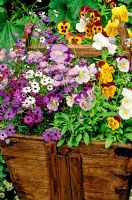 Bright and breezy summer annuals growing in a much repaired recycled wooden rice basket from China - Brachycome 'Bravo Mixed' with pansies, some with whiskery faces