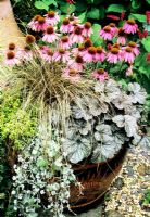 Trendy perennials for late summer arranged in a slip sculptured Chinese Dragon pot - Echinacea 'Kim's Knee High' with Carex comans 'Bronze', Heuchera 'Silver Scrolls', Dichondra 'Silver Falls' trailing over the pot rim and Thymus