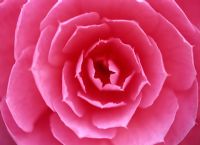 Camellia williamsii 'Shocking Pink'