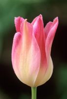 Tulipa 'China Town' - partially opened flower