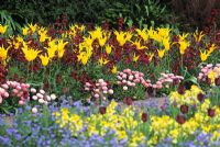 Tulipa 'Westpoint' and Erysimum - RHS Wisley Garden
