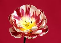 Tulipa 'Carnaval de Nice' - Red background