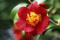 Camellia japonica 'Goshoguruma'