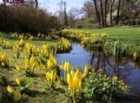 Lysichiton americanus naturalised along stream - Savill Gardens, Windsor Buckinghamshire