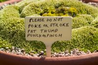 Idiosyncratic plant label in pot of Raoulia haastii at County Park Nursery