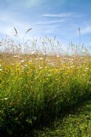 Meadow with Leucanthemum vulgare - Ox-eye daisies, grasses and blue sky 