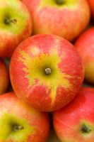 Malus 'Discovery' - Apples 