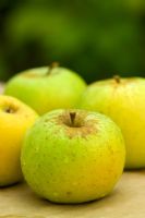 Malus 'Greensleeves' - Apples 
