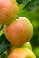 Malus 'Cox's Orange Pippin' - Apples 