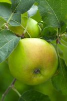 Malus 'Bramley Seedling' - Apples 