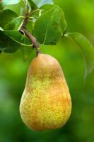 Pyrus 'Laxton's Foremost' - Pears  