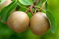 Pyrus 'Olivier de Serres' - Pears 