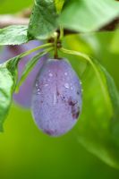 Prunus domestica 'Purple Pershore' - Plums 
