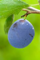 Prunus domestica 'Edwards' - Plums 