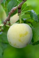 Prunus domestica 'Greenfinch' - Plums 