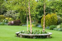 Curved bench seats around three birch trees - Betula nigra 'Heritage' in John Massey's garden in Spring