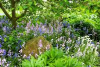 Hyacinthoides hispanica - Spanish bluebells growing in the shade of Amelanchier canadensis