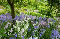 Hyacinthoides hispanica - Spanish bluebells growing in the shade of Amelanchier canadensis