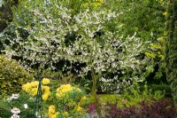 Halesia carolina syn. H. tetraptera in blossom - Snowdrop tree, Silver bell