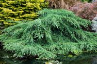 Juniperus squamata 'Blue Carpet' - Flaky juniper spreading on the edge of the pond