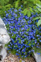 Lithodora diffusa 'Heavenley Blue' syn. L. diffusum 'Heavenly Blue' AGM growing on the rock garden