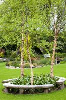 Curved bench seats around three birch trees - Betula nigra 'Heritage' in John Massey's garden in Spring