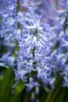 Hyacinthus orientalis 'Blue Festival' - multiflora