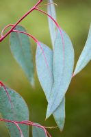 Eucalyptus rubida - adult foliage