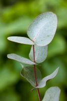 Eucalyptus rubida - juvenile leaves