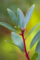Drimys aromatica syn. Tasmannia aromatica, syn. D. lanceolata - Mountain pepper