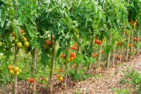 Rows of tomatoes ready to be picked - Pick Your Own Fruit and Vegetable farm, Somerset 