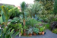 Exotic town garden with architectural, sub tropical planting - Beechwell Garden, Bristol  