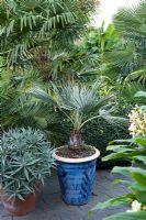 Exotic town garden with potted Brahea armata - Beechwell, Bristol 