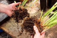 Splitting and repotting a Carnivorous Plant in Spring 