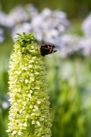 Eucomis pallidiflora with Red Admiral Butterfly - Avon Bulbs, Somerset