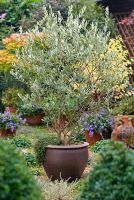 Olea europaea - Olive tree in container