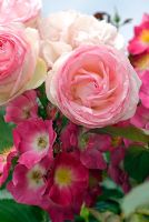 Rosa Heritage 'Ausblush', Shrub rose with Rosa 'American Pillar', Rambler Rose 