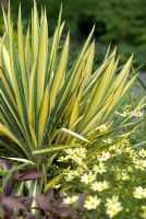 Yucca flaccida 'Golden Sword' in association with other plants