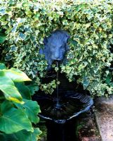 Lion head fountain surround by Hedera