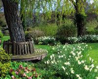 Seat around tree with Narcissus 