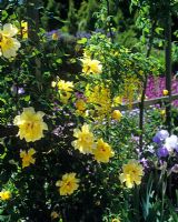 Rosa 'Golden Showers' and Laburnum growing on arbour