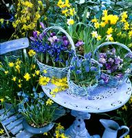 Large basket contains Crocus 'Vernus Blue' and Iris Reticulata 'Harmony. Centre basket contains Muscari 'Blue Magic. Right basket contains Crocus tommasimianus 'Lilac Beauty' and 'Pickwick' - Cut Forsythia on table.  Narcissus 'Tete a Tete' and Muscari 'Royal in ceramic containers on chair. Forsythia and Narcissus 'Tete a Tete and Narcissus 'Jetfire' in background 