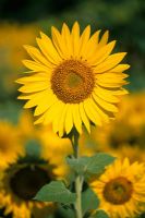 Helianthus annus - Sunflower