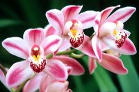 Cymbidium 'Cooksbridge Delight' - Orchid