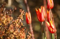 Berberis thunbergii 'Atropurpurea Nana' with Tulip 'Ballerina' and rust red stems of Rosa glauca