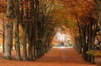 The Double Beech Avenue - inner green beech, outer copper beech, leading down to the 17th century gatehouses guarding entry to the South Court, Cranborne Manor Garden, Cranborne, Dorset