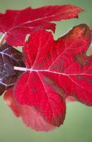 Autumn tints of Hydrangea quercifolia